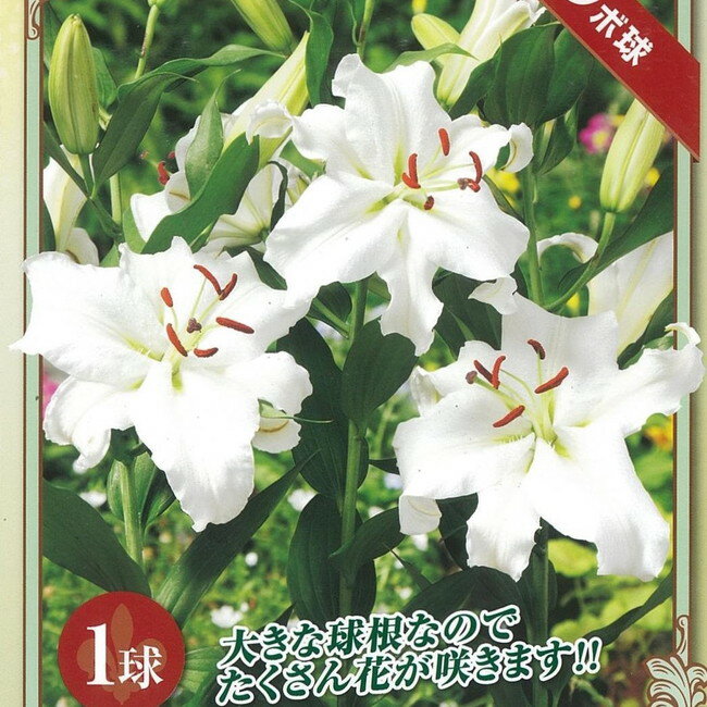 【ジャンボカサブランカ】 ユリ 球根 （1球入） （植え付け時期10月〜翌年5月まで） 【予約販売】10月下旬頃発送予定。のサムネイル