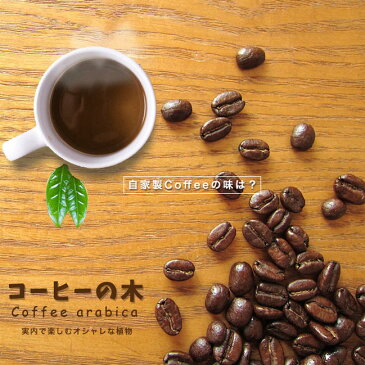 ■珍しい 観葉植物■コーヒーの木 (ブルーマウンテン)ポット苗 果樹苗木 果樹苗 観葉植物 coffee インテリアグリーン