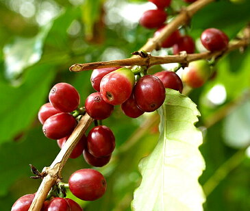 ■珍しい 観葉植物■コーヒーの木 (ブルーマウンテン)ポット苗 果樹苗木 果樹苗 観葉植物 coffee インテリアグリーン