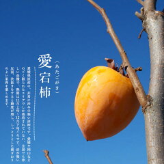 https://thumbnail.image.rakuten.co.jp/@0_mall/hana-online/cabinet/sonota2/atago_4nen_03s.jpg