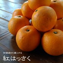 【紅八朔 (べにはっさく)】 1年生接木苗 【予約販売】11~12月頃入荷予定