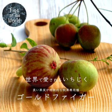 【世界のイチジク】ゴールドファイガー 1年生苗イチジク 苗木 果樹 果樹苗木