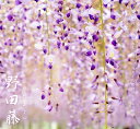 花藤 【野田藤】 2年生 接木 6号ポット苗 【予約販売】12月〜翌年1月頃入荷予定