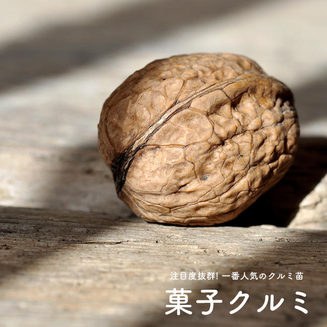 楽天スーパーセール対象商品 くるみの木の苗 【菓子クルミ】 1年生苗