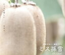 キウイ 苗木セット 【ミス孫雪】 白いキウイ 1年生接木苗 単品 or 受粉樹セット