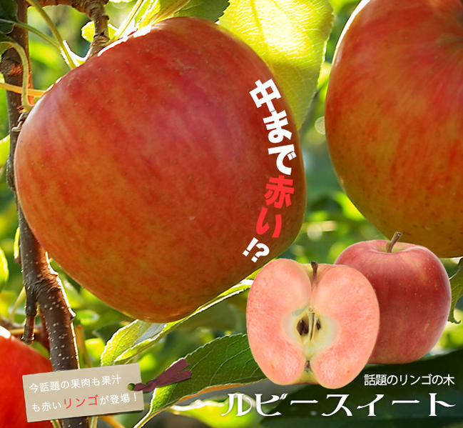 りんご苗木 【ルビースイート】 2年生接木苗 スリット鉢植え ■限定販売■ 【予約販売】9月下～11月下旬頃発送のサムネイル
