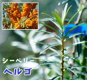 話題のシーベリー ヘルゴ (シーベリー) ポット苗 落葉樹 生垣 サギー 健康果樹 果樹苗木 果樹苗 話題のシーベリー ヘルゴ (シーベリー) ポット苗 落葉樹 生垣 サギー 健康果樹 果樹苗木 果樹苗