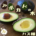 熱帯果樹 【森のバター】 アボカ...