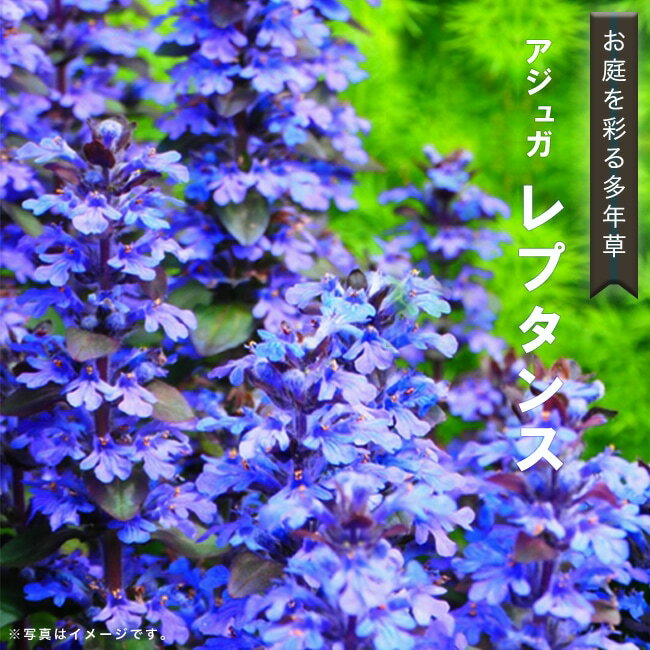 アジュガ レプタンス 5号ポット大苗 宿根草 苗 多年草 耐寒性 常緑 グランドカバー 日陰