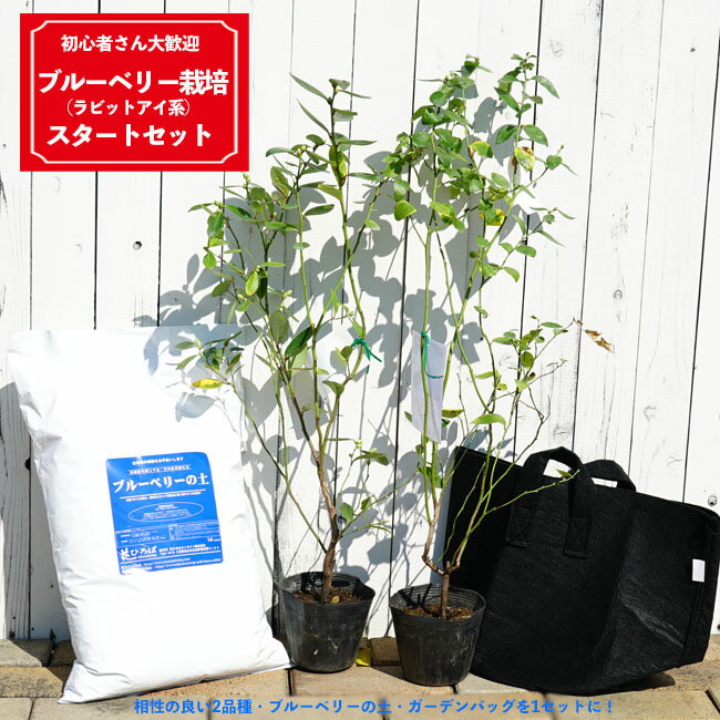 ブルーベリー栽培簡単スタートセット ブルーベリー苗 2本 ブルーベリーの土 ガーデンバッグの簡単スタ ...