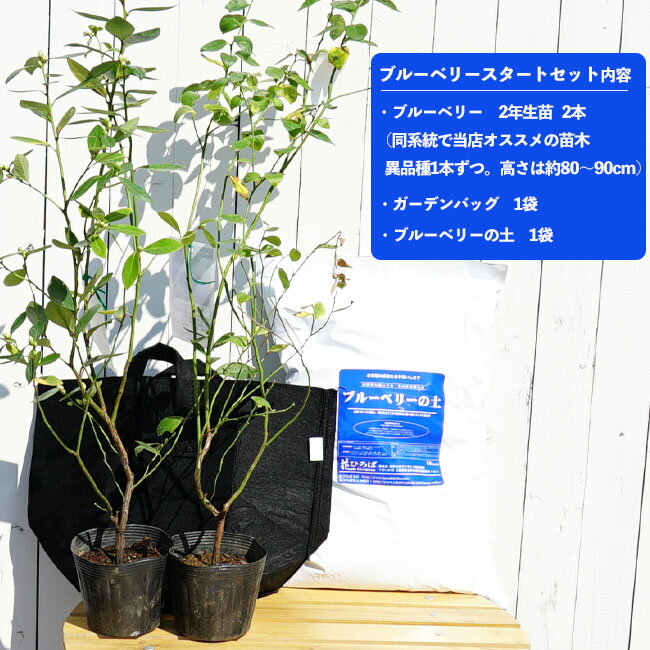 ブルーベリーの育て方 植物ノート ブルーベリーの育て方 植物ノート