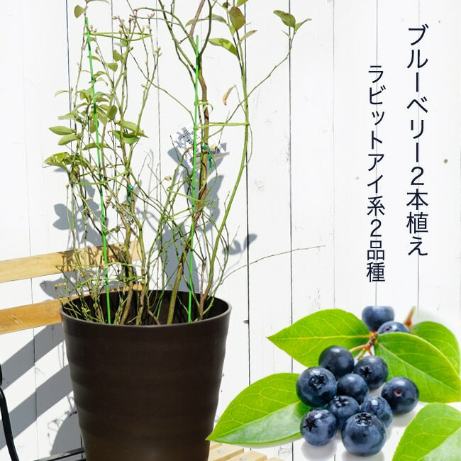 【アベックブルーベリー苗木 (2本植え)】 ラビットアイ系 鉢植え フレグラーポット