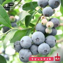 【ボニータ】 ラビットアイ系 ブルーベリー苗木 2年生挿木苗 【予約販売】10月下旬頃入荷予定