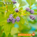 【ブラッデン】 サザンハイブッシュ系 2年生接木苗 ブルーベリー苗木 ブルーインパルス