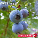 【ブライトブルー】 ラビットアイ系 2年生挿木苗 ブルーベリー苗木 【予約販売】10月下旬頃入荷予定