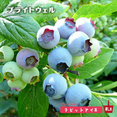 https://thumbnail.image.rakuten.co.jp/@0_mall/hana-online/cabinet/sonota3/bb_briteweru11.jpg