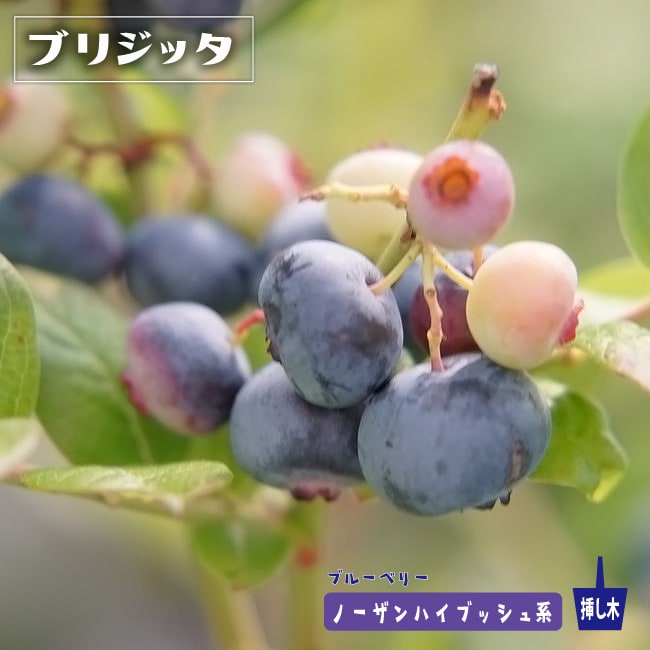 【ブリジッタ】 ノーザンハイブッシュ系 2年生挿木苗 ブルーベリー苗木