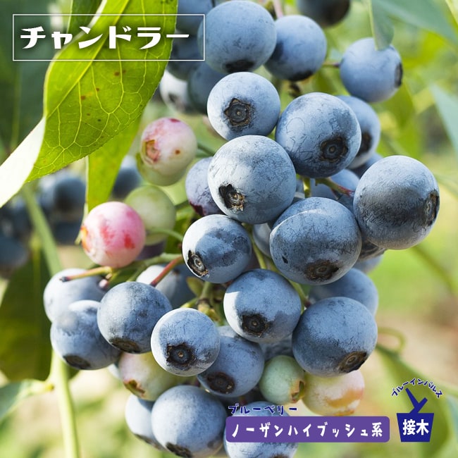 ◆送料無料◆ ■優良2年生大苗■ みかん 苗木 【大津4号】 2年生大苗 接ぎ木 （ニーム小袋付き） 蜜柑 温州 苗 常緑 果樹 柑橘 柑橘苗木 果樹苗木 ※北海道・沖縄は送料無料適用外です。