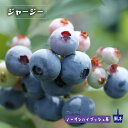 【ジャージー】 ノーザンハイブッシュ系 2年生挿木苗 ブルーベリー苗木