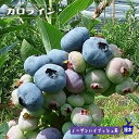 【ノーザンカロライン】 ノーザンハイブッシュ系 2年生接木苗 ブルーベリー苗木 ブルーインパルス