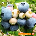 【クーパー】 サザンハイブッシュ系 2年生接木苗 ブルーベリー苗木 ブルーインパルス 【予約販売】10月下旬頃入荷予定