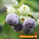 【マグノリア】 サザンハイブッシュ系 2年生接木苗 ブルーベリー苗木 ブルーインパルス 【予約販売】10月下旬頃入荷予定