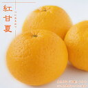 【紅甘夏】 1年生接木苗 なつみかん