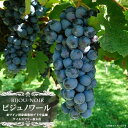 【ビジュノワール】 赤ワインぶどう 1年生接木苗 ウィルスフリー 登録品種・品種登録