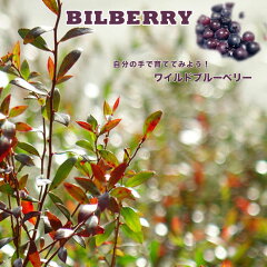 https://thumbnail.image.rakuten.co.jp/@0_mall/hana-online/cabinet/sonota3/bilberry-re.jpg