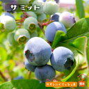 【サミット】 サザンハイブッシュ系 2年生接木苗 ブルーベリー苗木 ブルーインパルス