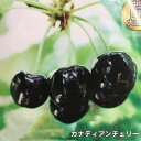さくらんぼ 【カナディアンチェリー】 1年生接木苗 【予約販売】11~12月頃入荷予定