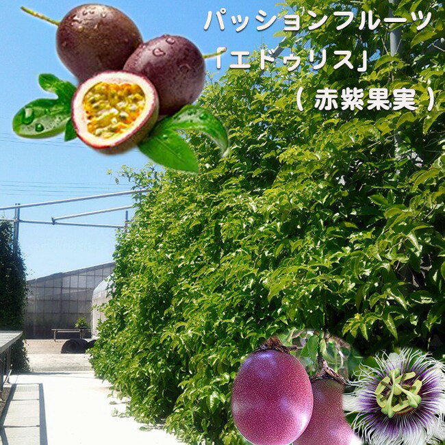 パッションフルーツ 【赤紫果実】 4号ポット 大苗 愛知県産 1