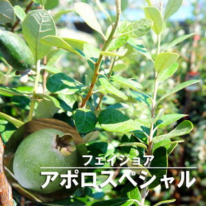 フェイジョア 実がならないので葉を有効活用したい 葉からお茶は作れるのか アタマの中は花畑 フェイジョア 実がならないので葉を有効活用したい 葉からお茶は作れるのか アタマの中は花畑