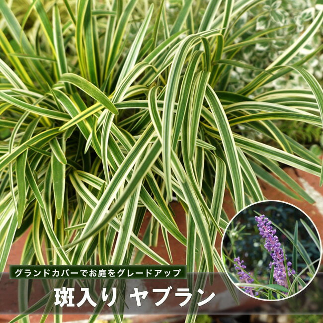 斑入りヤブラン （リリオペ、フイリヤブラン） 5号ポット大苗のサムネイル