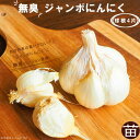 【無臭にんにく】 種 球根 4片 国産(島根県産) (植え付け時期8月下旬~11月上旬まで) 【予約販売】8月下旬以降入荷予定