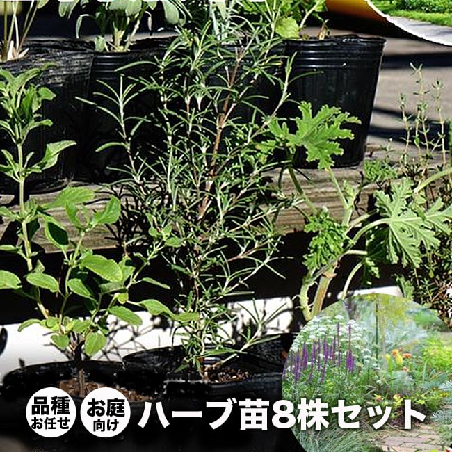 ハーブ セット苗 お任せ ハーブセット イングリッシュガーデンにおすすめのハーブ 8苗のサムネイル