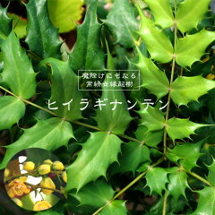 https://thumbnail.image.rakuten.co.jp/@0_mall/hana-online/cabinet/sonota3/hiiraginanten10.jpg