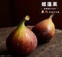 いちじく 【姫蓬莱】 2年生苗 ■限定販売■