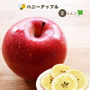 りんご苗木 【ハニーアップル】 1年生接木苗