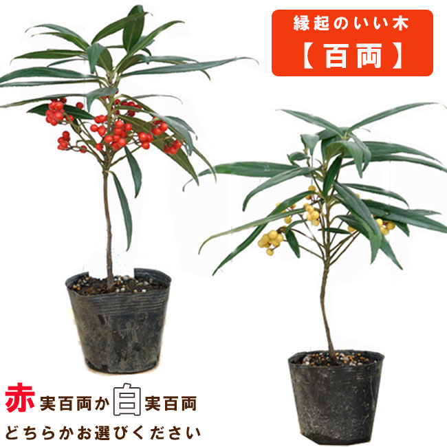 実つき 百両 （百万両 カラタチバナ） ポット苗 赤実 or 白実をお選びください。¶