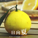 6月3日20時からのセール対象商品 【日向夏 (ニューサマーオレンジ)】 2年生接木苗
