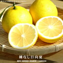 【種なし日向夏 (ニューサマーオレンジ)】 2年生接木苗 【予約販売】11~12月頃入荷予定