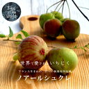 いちじく 【ノアールシュクレ】 1年生苗