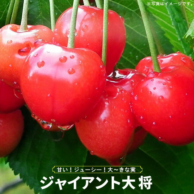 さくらんぼの木 【大将錦】 1年生接木苗のサムネイル