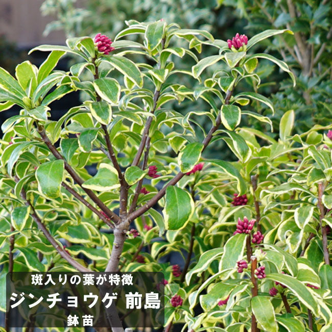 ジンチョウゲ 【前島】 6号鉢苗