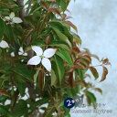 常緑ヤマボウシ サマースカイツリー ポット大苗 【大型宅配便】 北海道・沖縄・離島不可 登録品種・品 ...