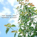 常緑ヤマボウシ サマーグラッシー 根巻き大苗 【大型宅配便】 北海道・沖縄・離島不可 登録品種・品種 ...