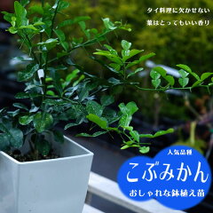 https://thumbnail.image.rakuten.co.jp/@0_mall/hana-online/cabinet/sonota3/kobumikan-re1.jpg