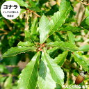 どんぐりの木 【コナラ】 【里の木シリーズ】