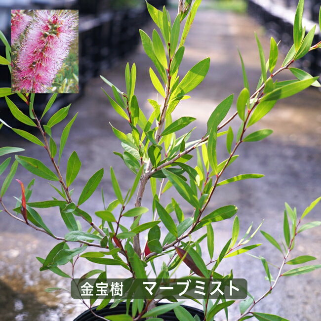 【マーブミスト】 金宝樹（キンポウジュ） ブラシノキ カリステモン 5号ポット苗